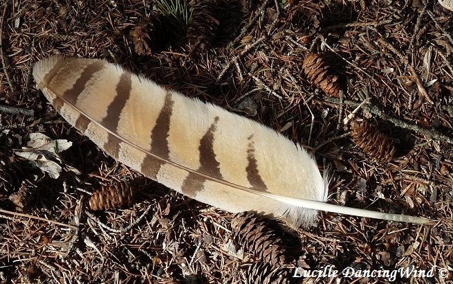 Owl Feather