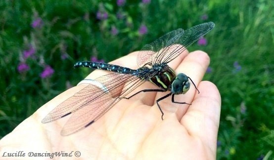 saved-Dragonfly