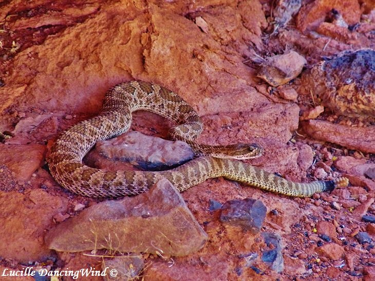 Diamondback Rattlesnake