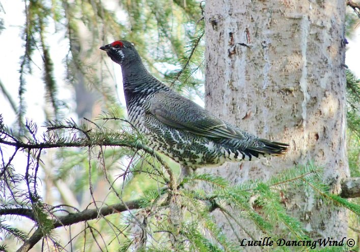 AK spruce grouse