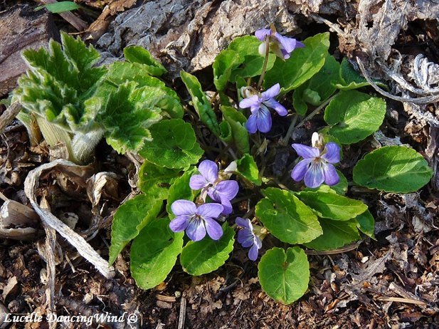 AK violets spring 2015