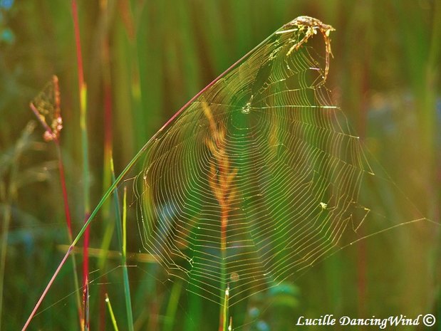 Sunrise spiderweb signed