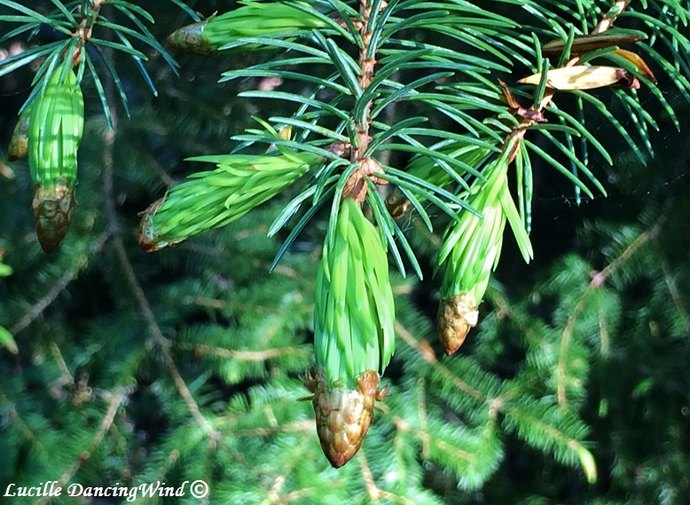 branchlets