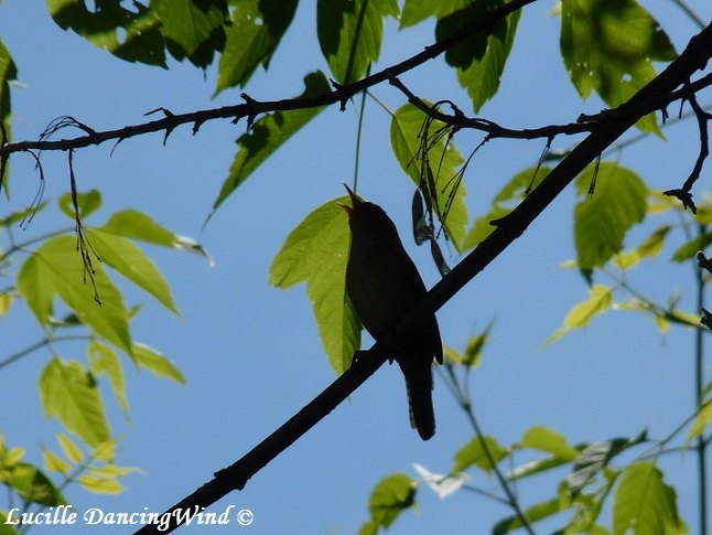 singing wren