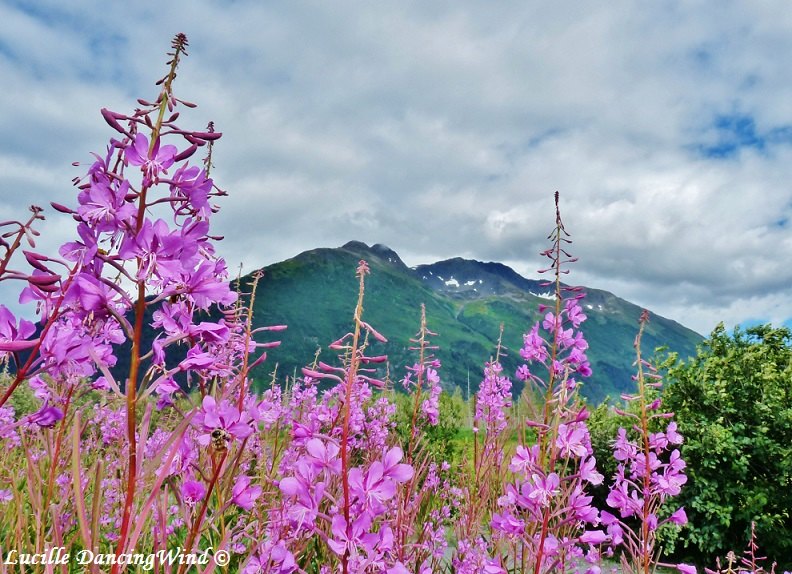 fireweed blossoms