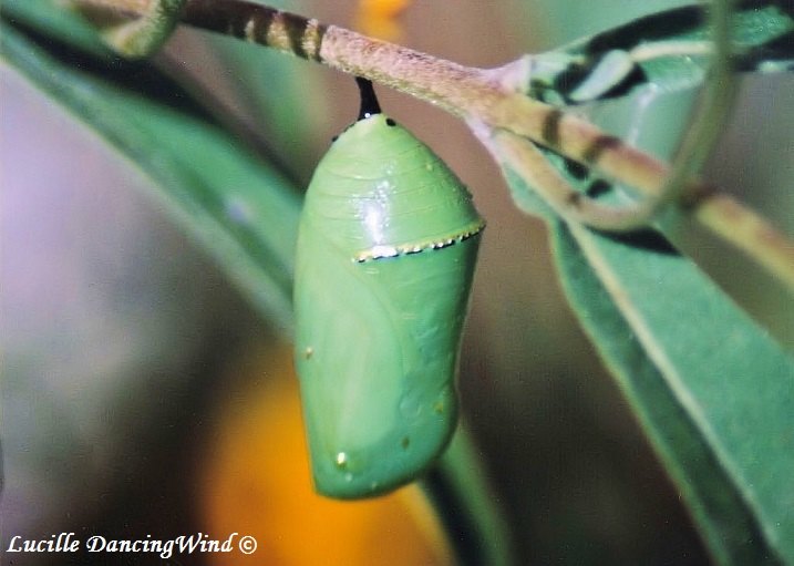 Monarch chrysallis