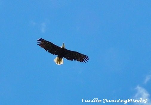 Alaskan Bald Eagle soaring