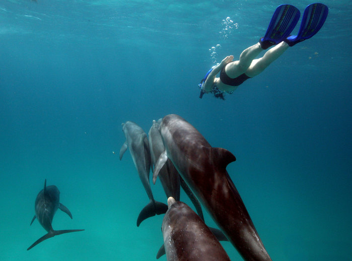 Bimini Dolphin Swim1