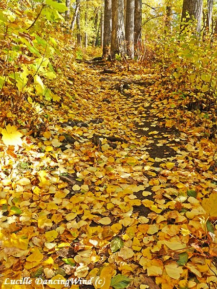 Autumn pathway