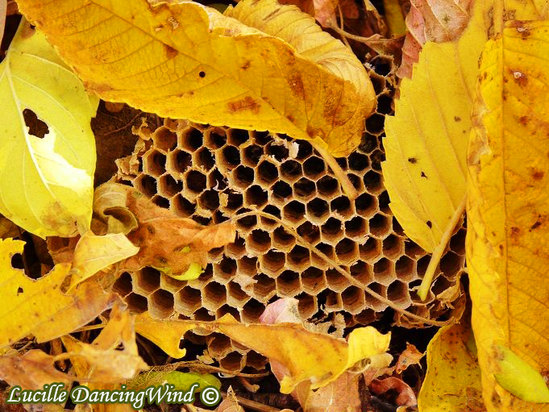 wasp nest chambers