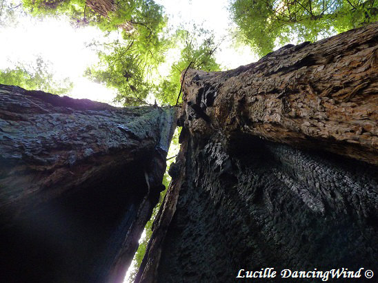 Cali Redwoods 6