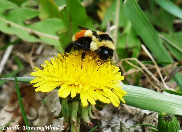 Bumblebee pollinating Dandelion