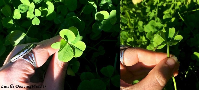 6-leaf'd clover AK