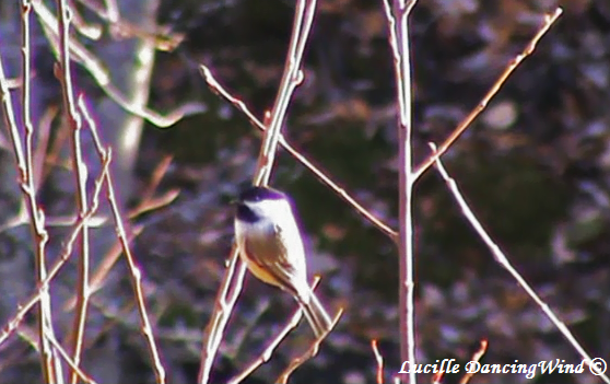 AK Chickadee