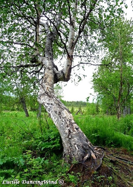 AK contorted tree