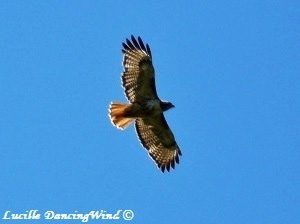 Red-Tailed Hawk