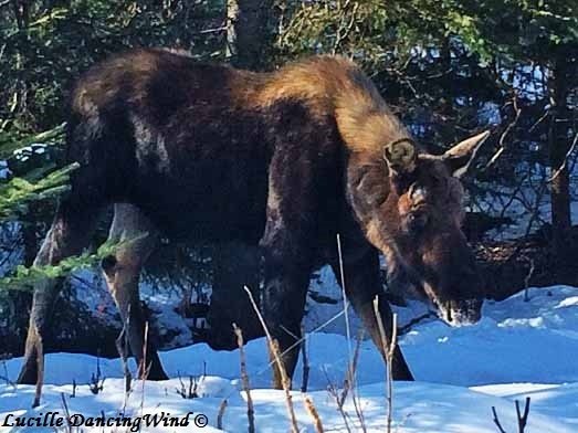 moose signed