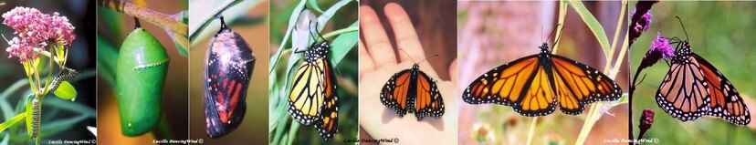 Monarch Butterfly's Divine Journey Seen In My Gardens