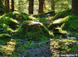 MOSSES teach: Hidden Gifts of our Shadows [video]…