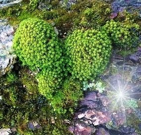 moss heart with Fae light
