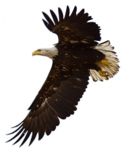 Honouring a spirit guide: Bald Eagle (a personal story)…