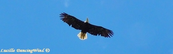 AK Bald Eagle soaring