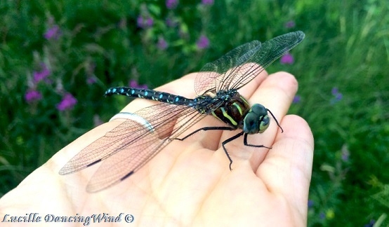 saved Dragonfly 2
