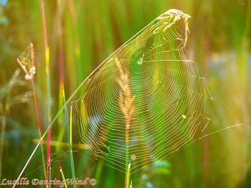 spiderweb 2