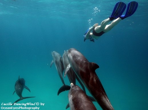 Bimini Dolphin Swim1
