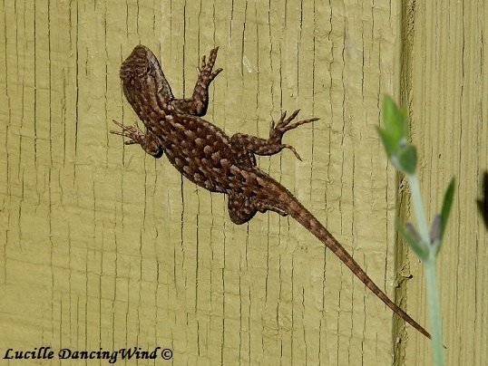 California lizard on house BLOG pic
