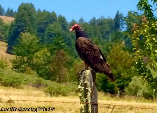 Turkey Vulture Sonoma County CA