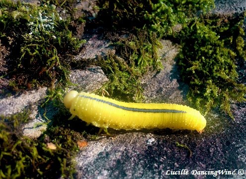 enews caterpillar-like Elm sawfly larvae