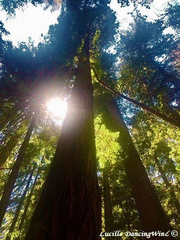 enews Redwoods